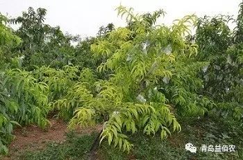 离让更多植物自建“化肥厂”又近了一步？植物精准辨“敌友”的秘密初解